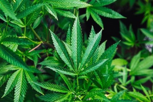 6 Reasons the European Cannabis Market is about to Bloom