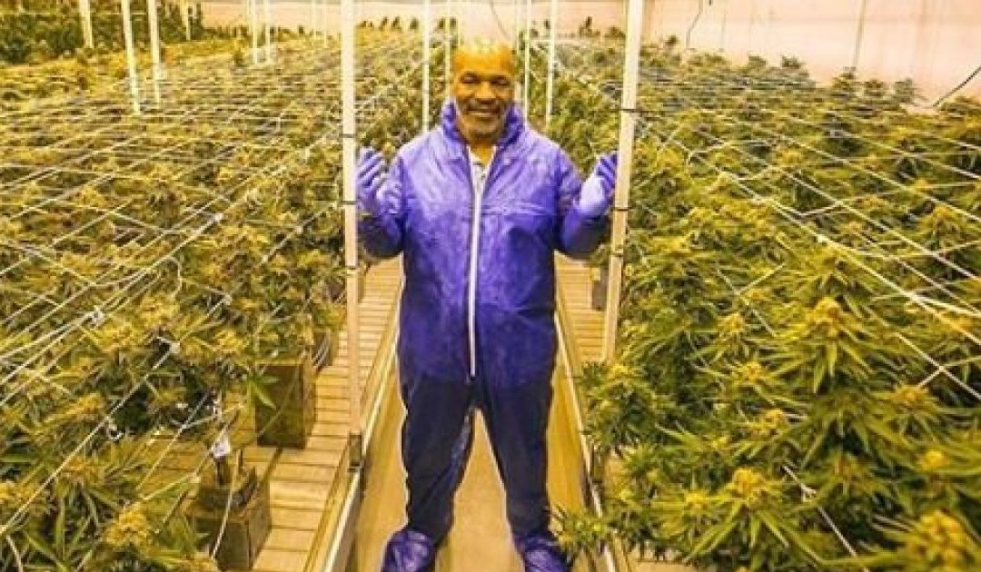 GREEN FINGERS Mike Tyson reveals plans to set up cannabis farm on Caribbean island to cater for pot-loving Brits
