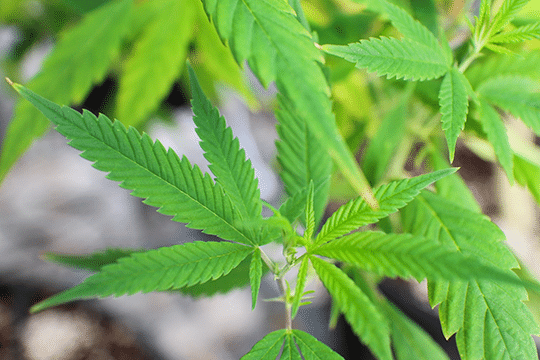 UK Medicinal Cannabis Company Eco Equity Begins Cannabis Cultivation in Zimbabwe With State of the Art Greenhouse