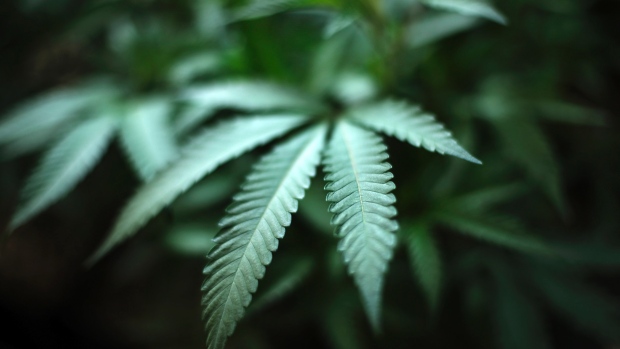 This UK Cannabis Fund Is Ready To Go, Even If The Brits Aren’t