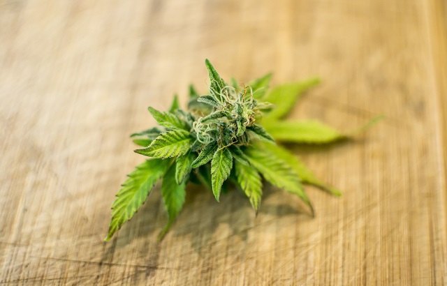 Second medicinal cannabis fund rolled out in Europe