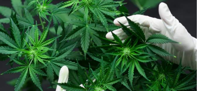 Eco Equity has ambitions to be ‘biggest distributor of medicinal cannabis from Africa and Caribbean’