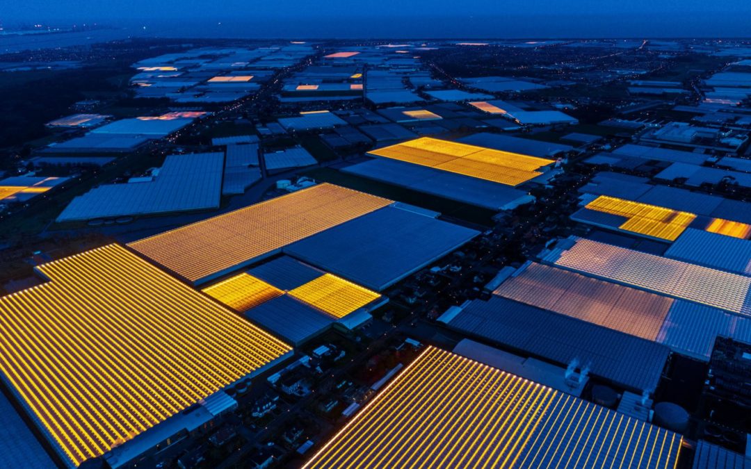Dutch greenhouses have revolutionized modern farming